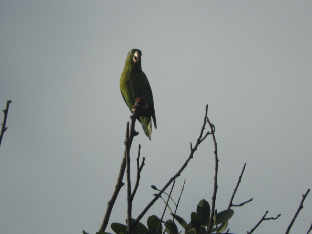 Orange-chinned Parakeet - ML646908298
