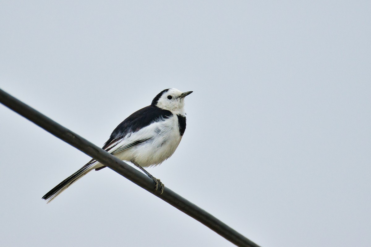White Wagtail - ML646908307
