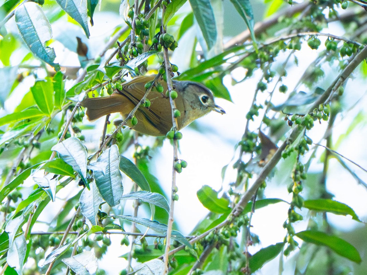 Nepal Fulvetta - ML646908308