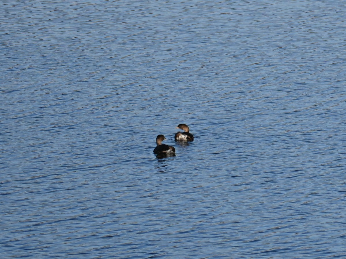 Grèbe à bec bigarré - ML646908309