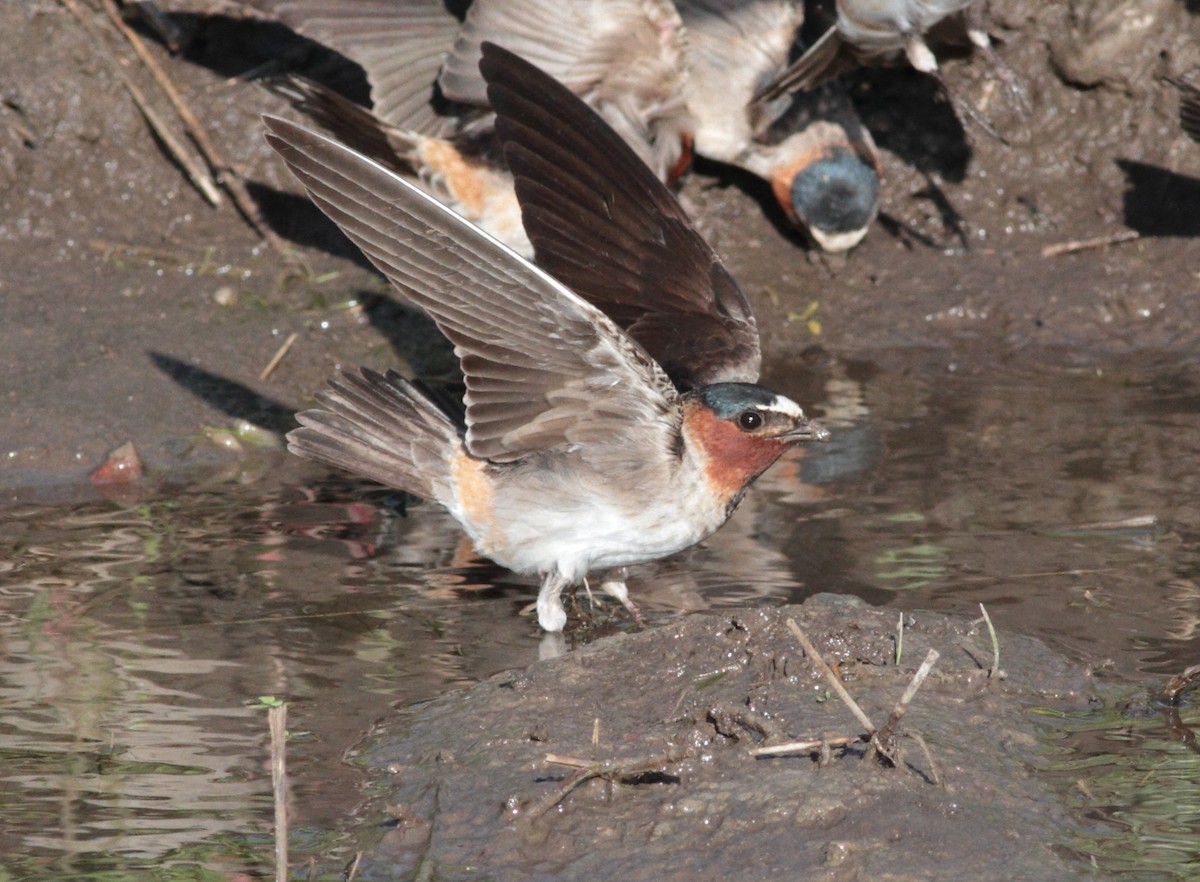 Cliff Swallow - ML646908311