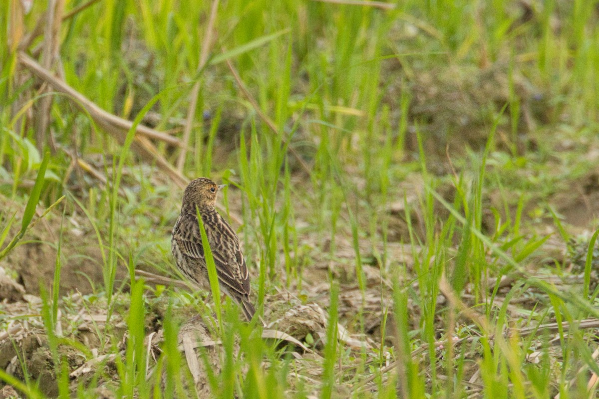 Red-throated Pipit - ML646908313