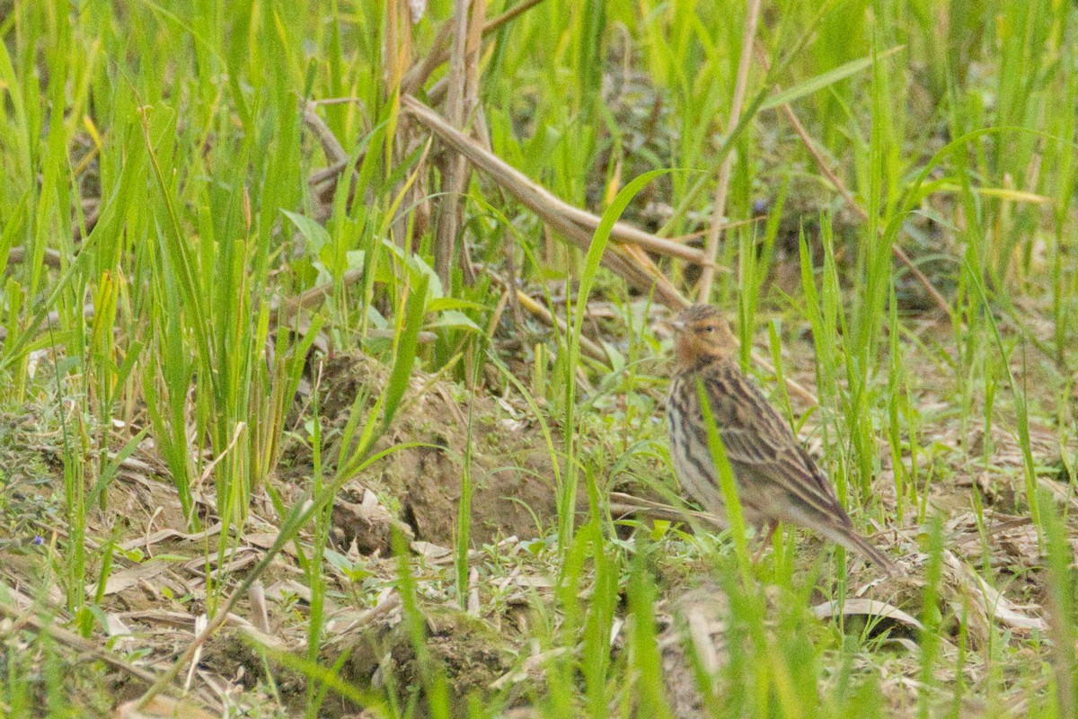 Red-throated Pipit - ML646908315