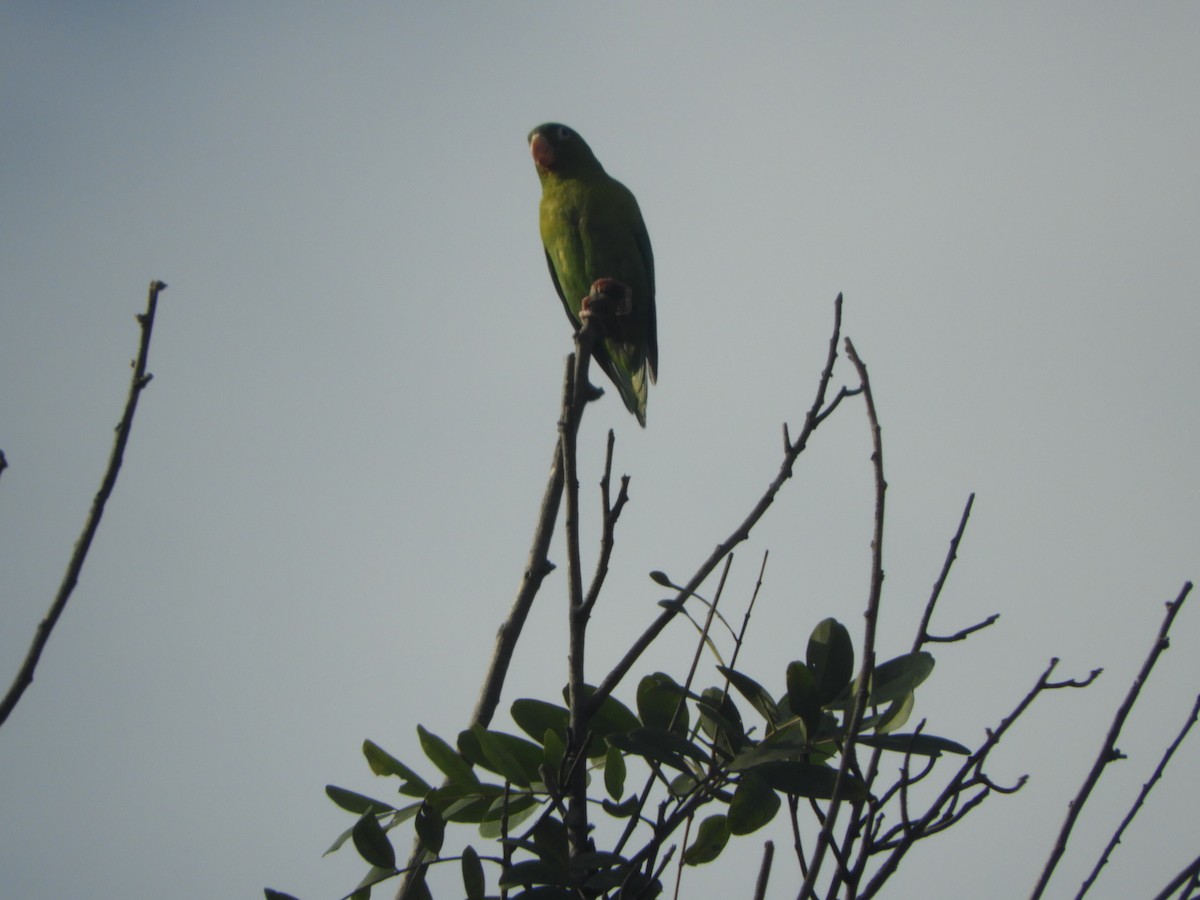 Orange-chinned Parakeet - ML646908316