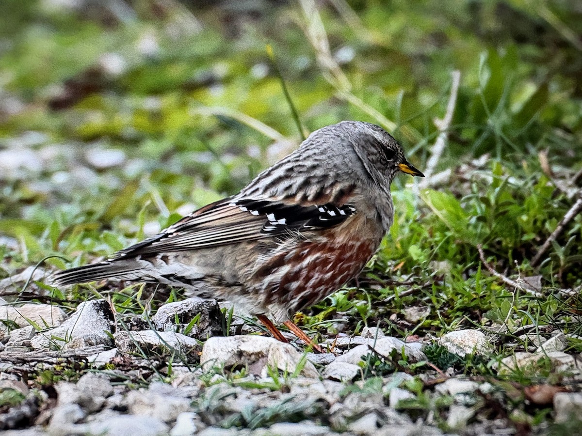 イワヒバリ - ML646908317