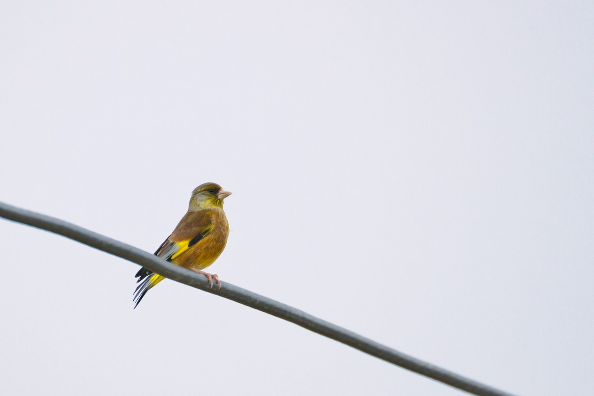 Oriental Greenfinch - ML646908318