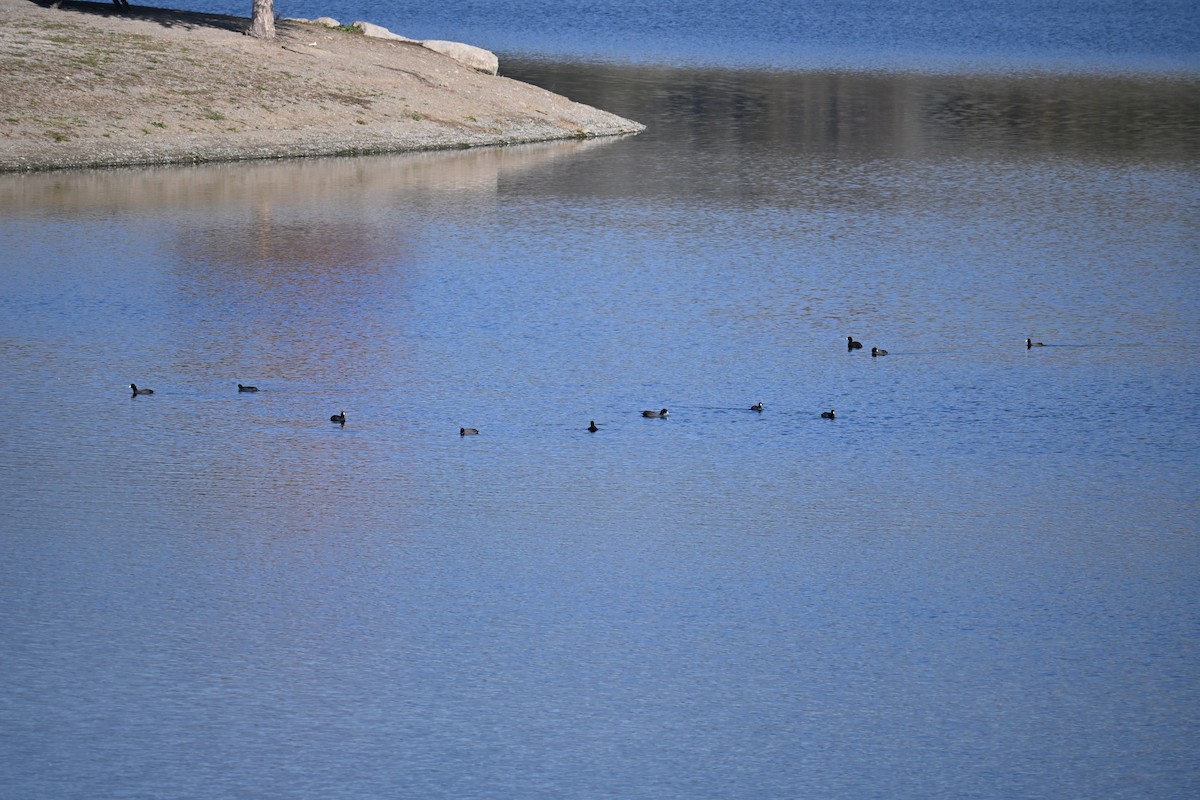 Foulque d'Amérique - ML646908325