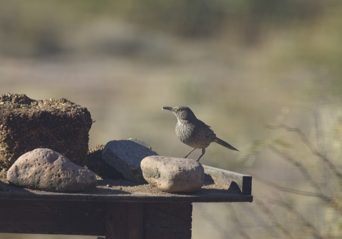 drozdec sonorský - ML646908326