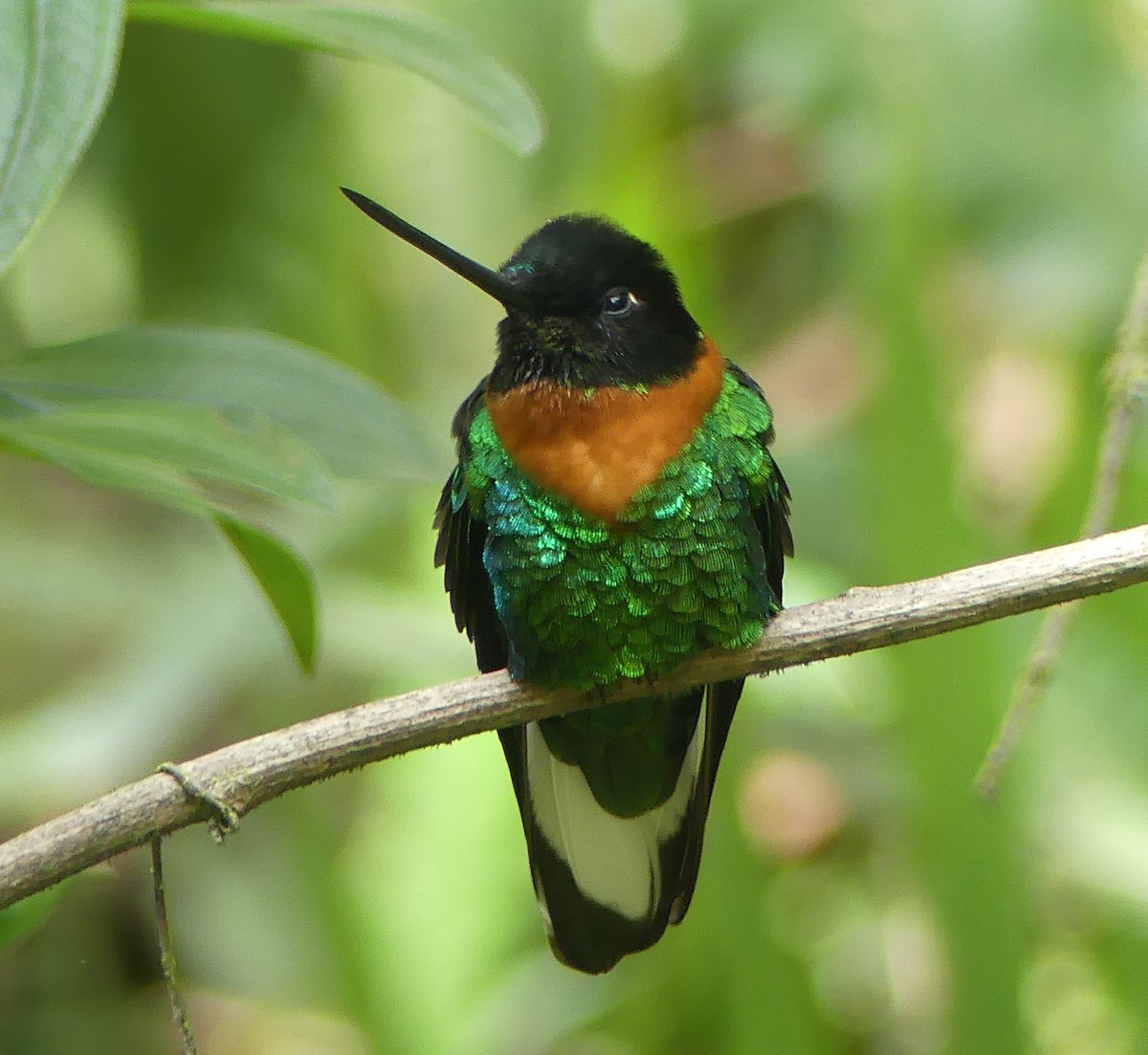 Gould's Inca - ML646908333