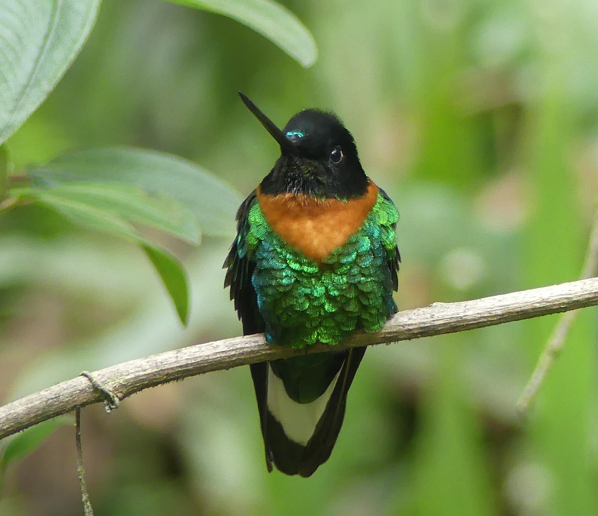 Gould's Inca - ML646908334