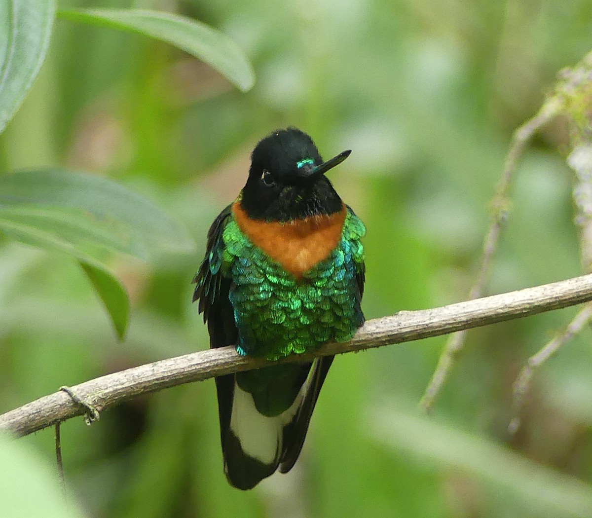 Gould's Inca - ML646908335