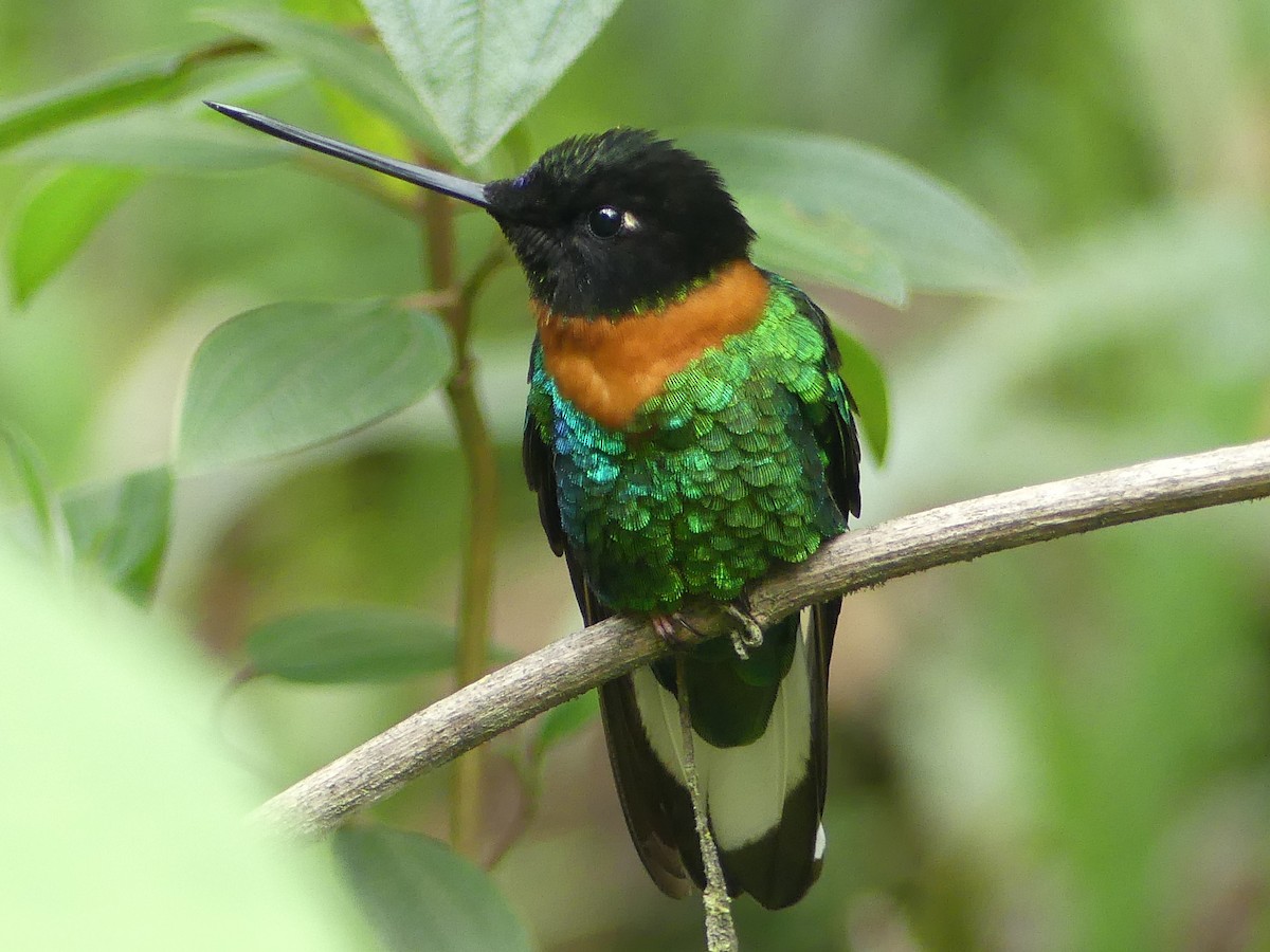 Gould's Inca - ML646908336