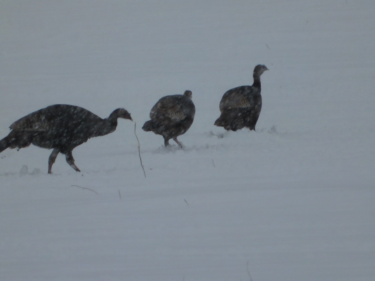 Guajolote Gallipavo - ML646908339