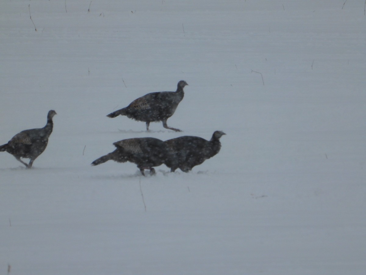 Guajolote Gallipavo - ML646908341