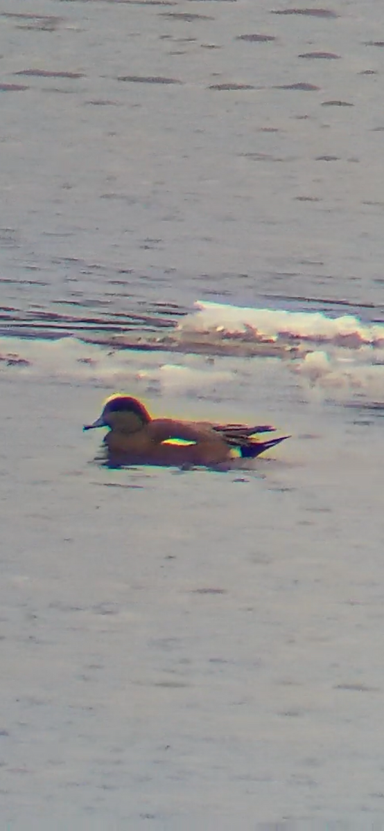 American Wigeon - ML646908343