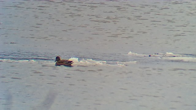 葡萄胸鴨 - ML646908344