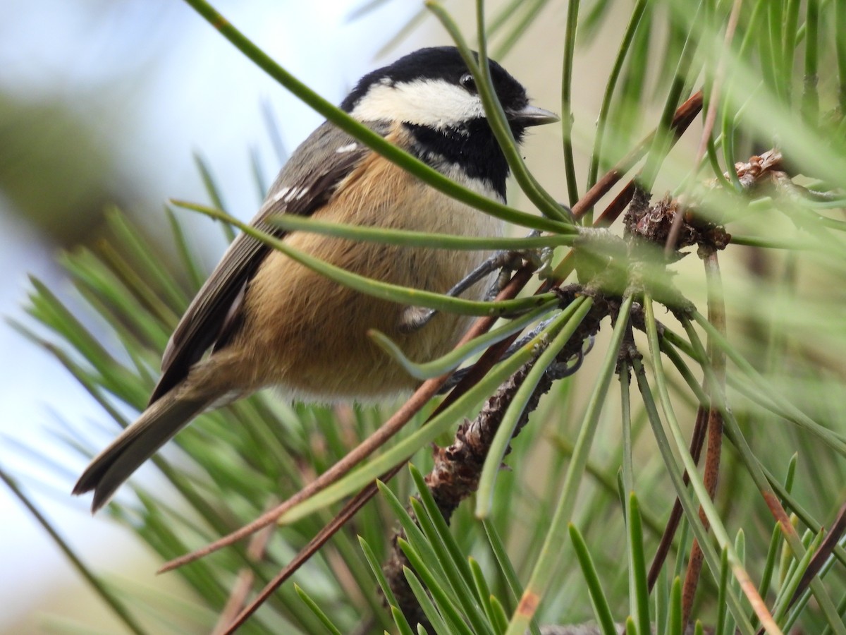 Coal Tit - ML646908345