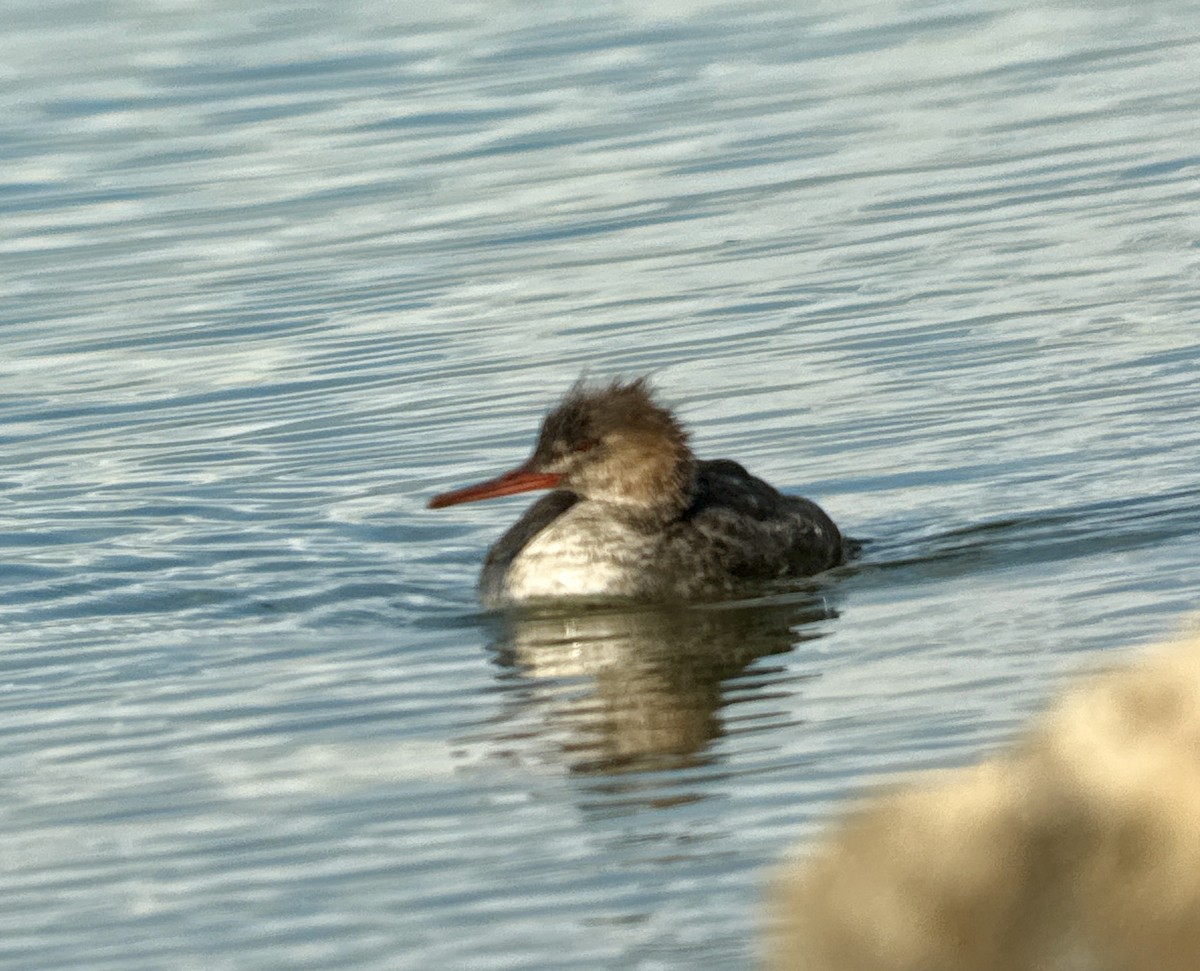 Red-breasted Merganser - ML646908350