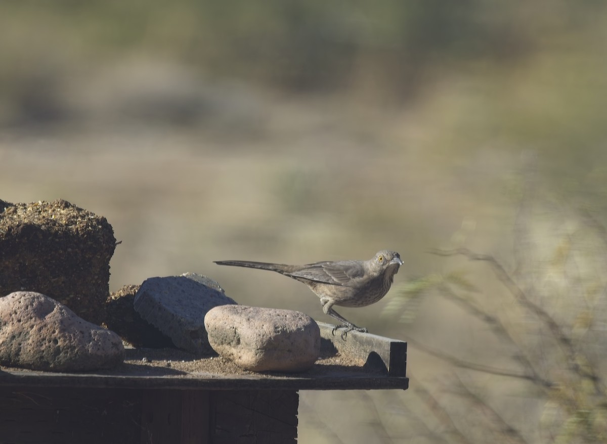 drozdec sonorský - ML646908351