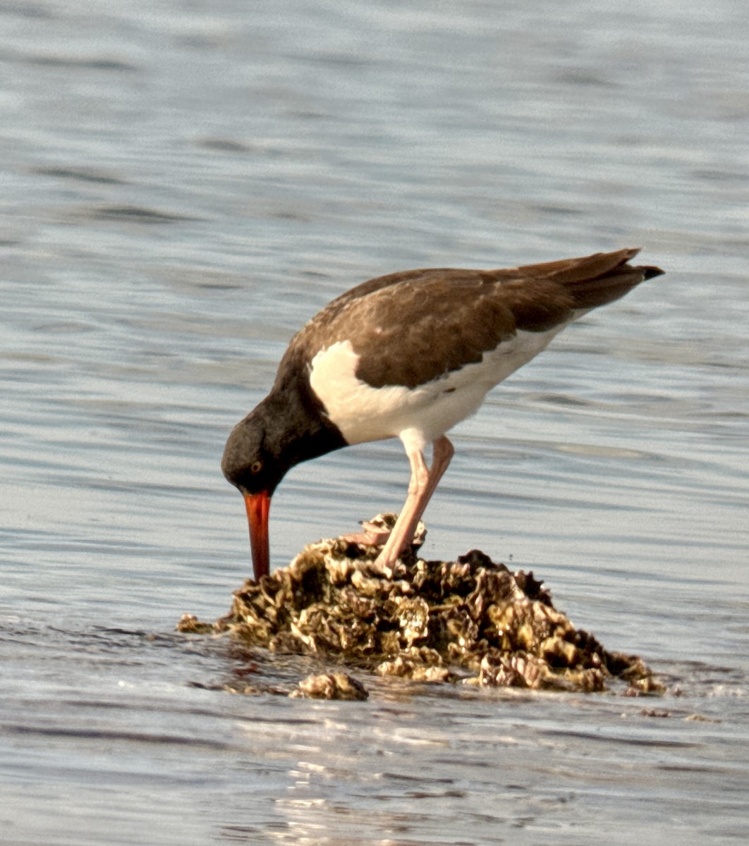American Oystercatcher - ML646908357