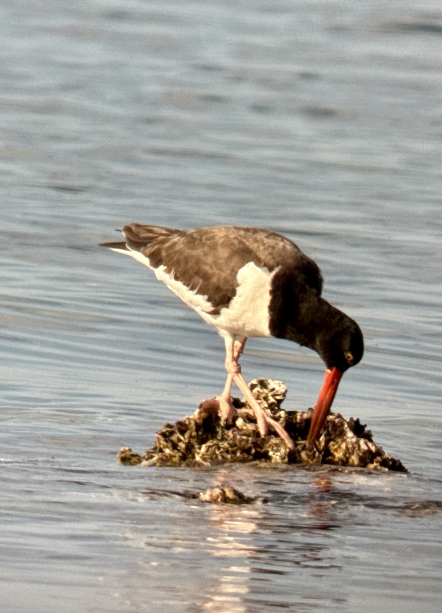 American Oystercatcher - ML646908358