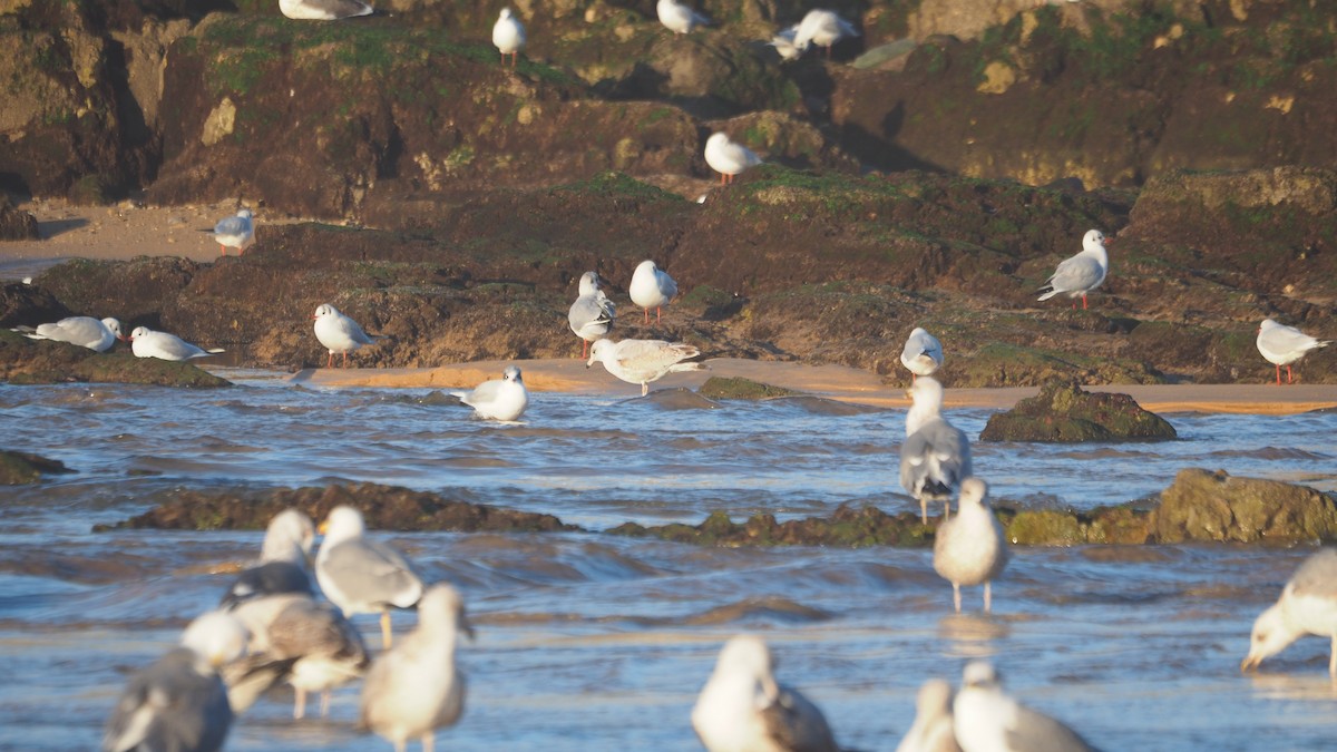 Ring-billed Gull - ML646908367