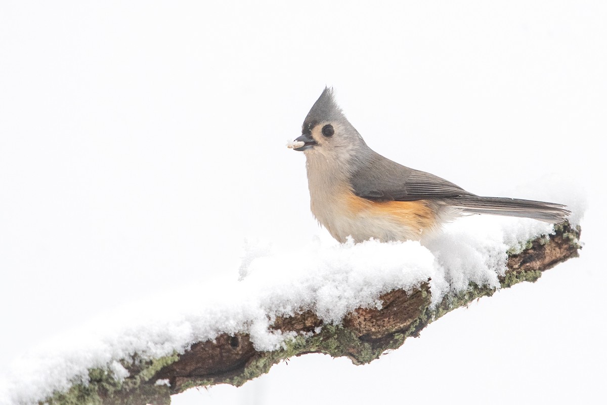 Tufted Titmouse - ML646908369