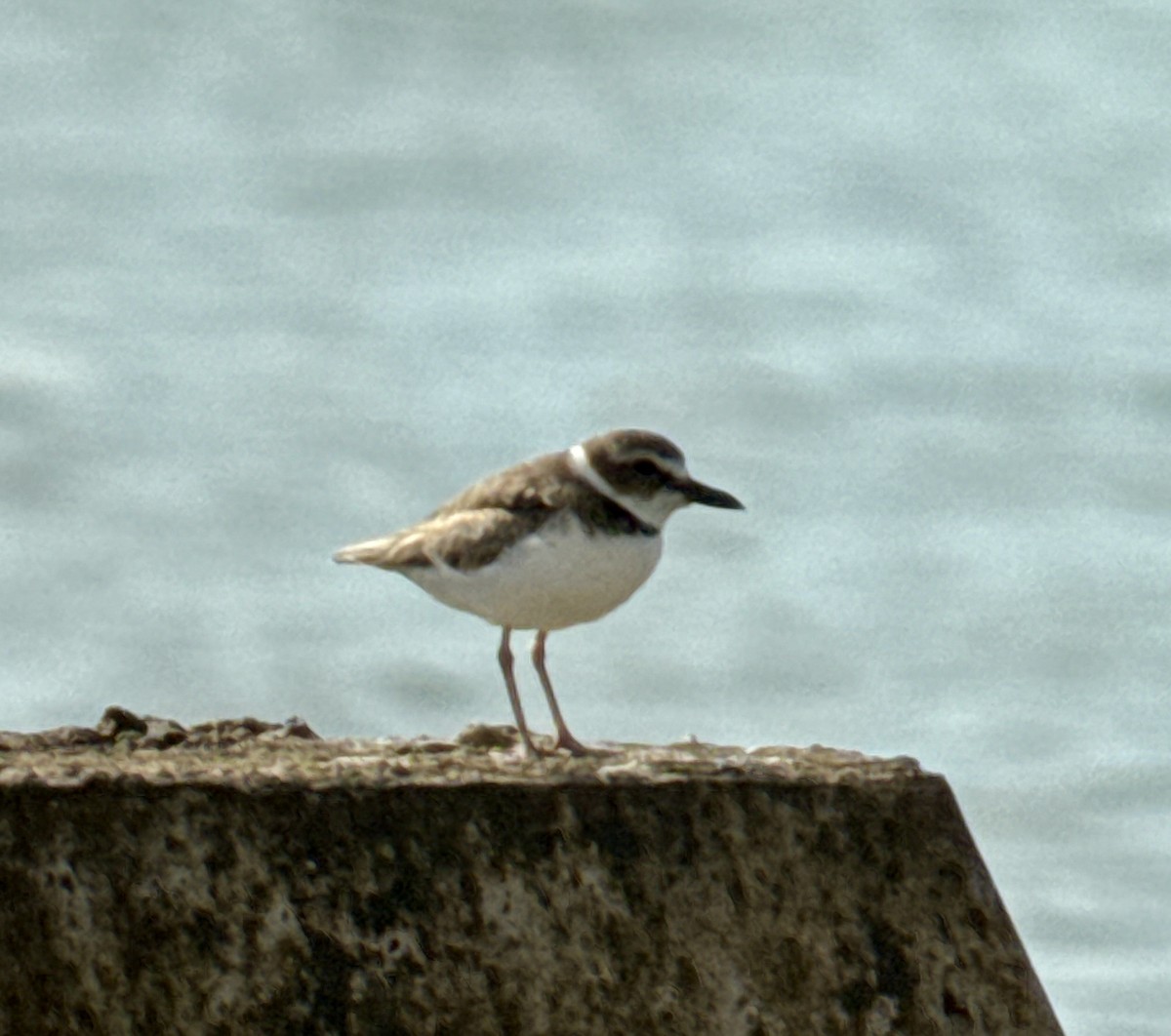 Wilson's Plover - ML646908373