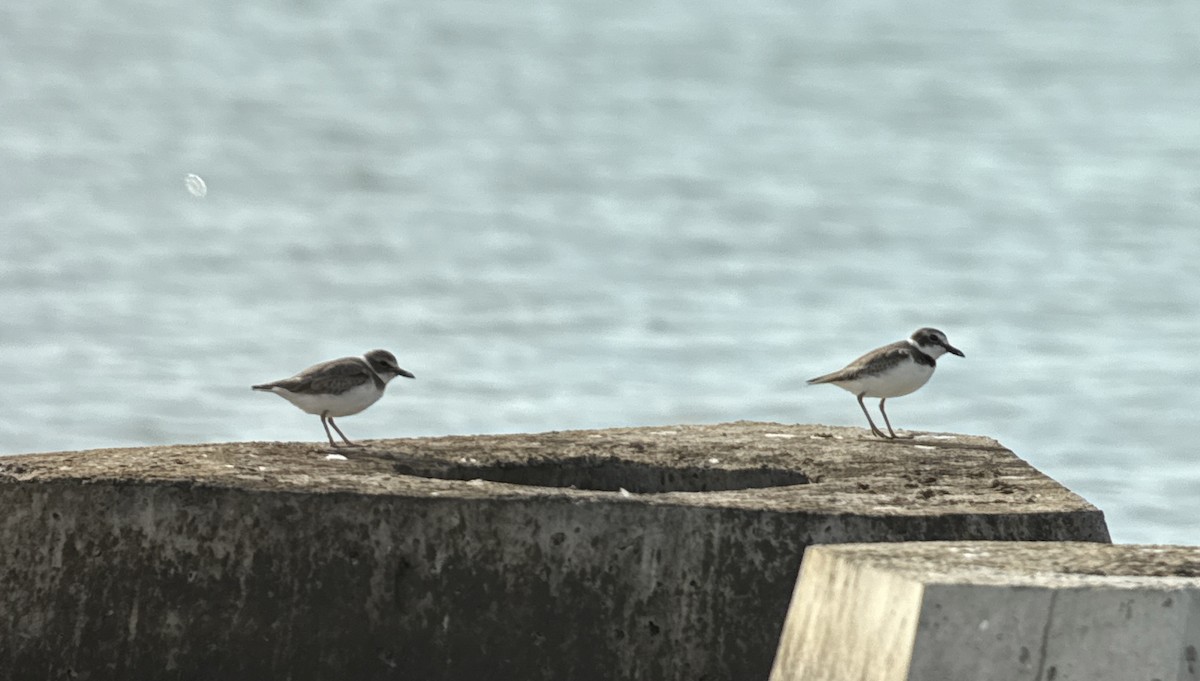 Wilson's Plover - ML646908374