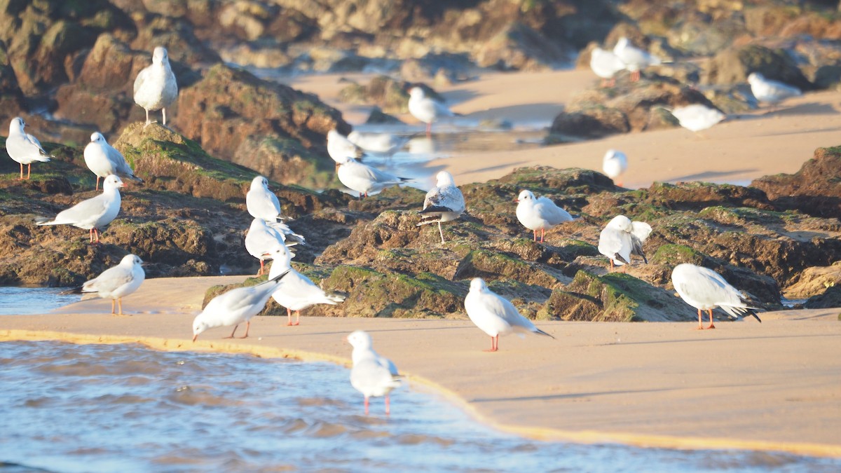Ring-billed Gull - ML646908377
