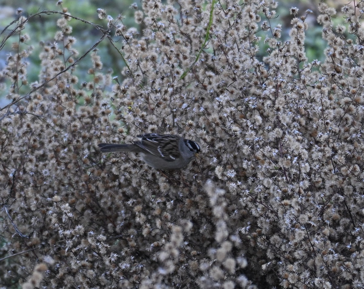 Bruant à couronne blanche - ML646908379