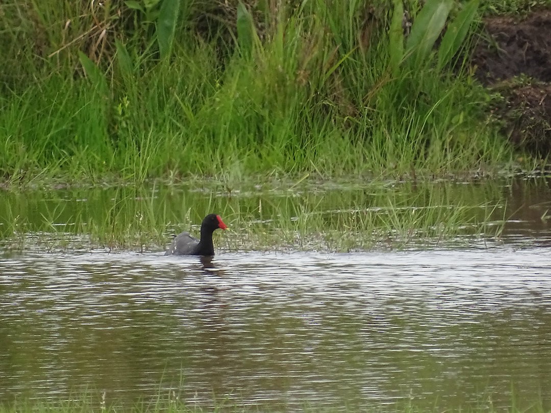 Gallinule d'Amérique - ML646908381