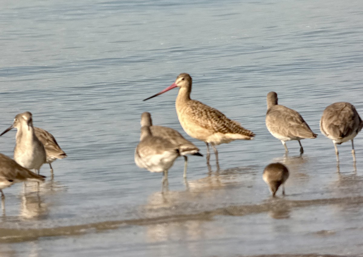 Marbled Godwit - ML646908382