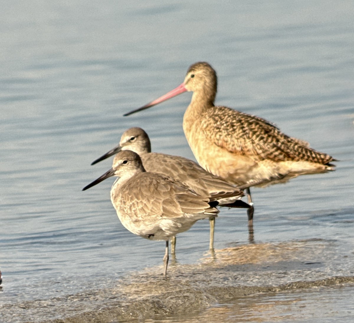 Marbled Godwit - ML646908383