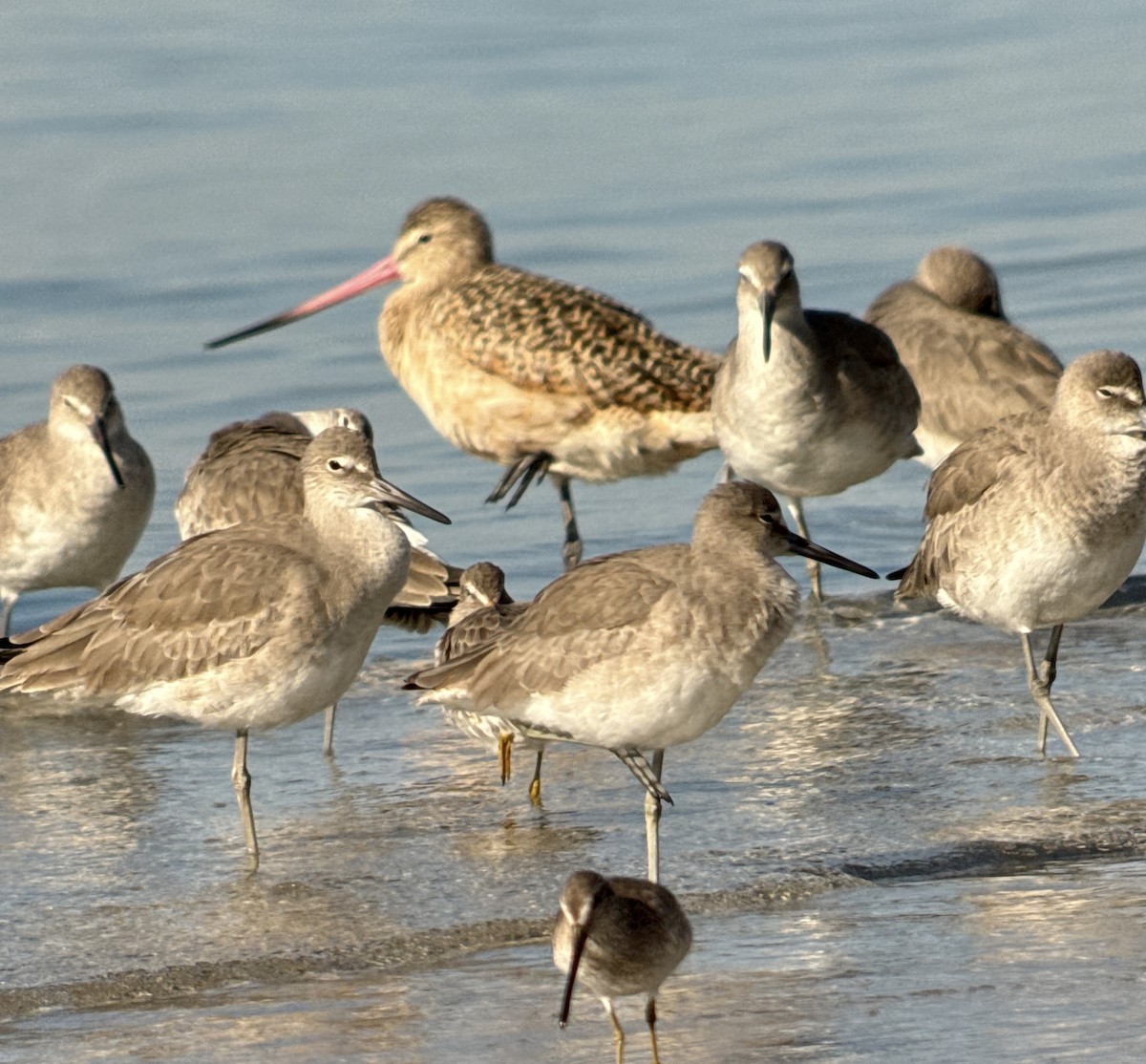 Marbled Godwit - ML646908384