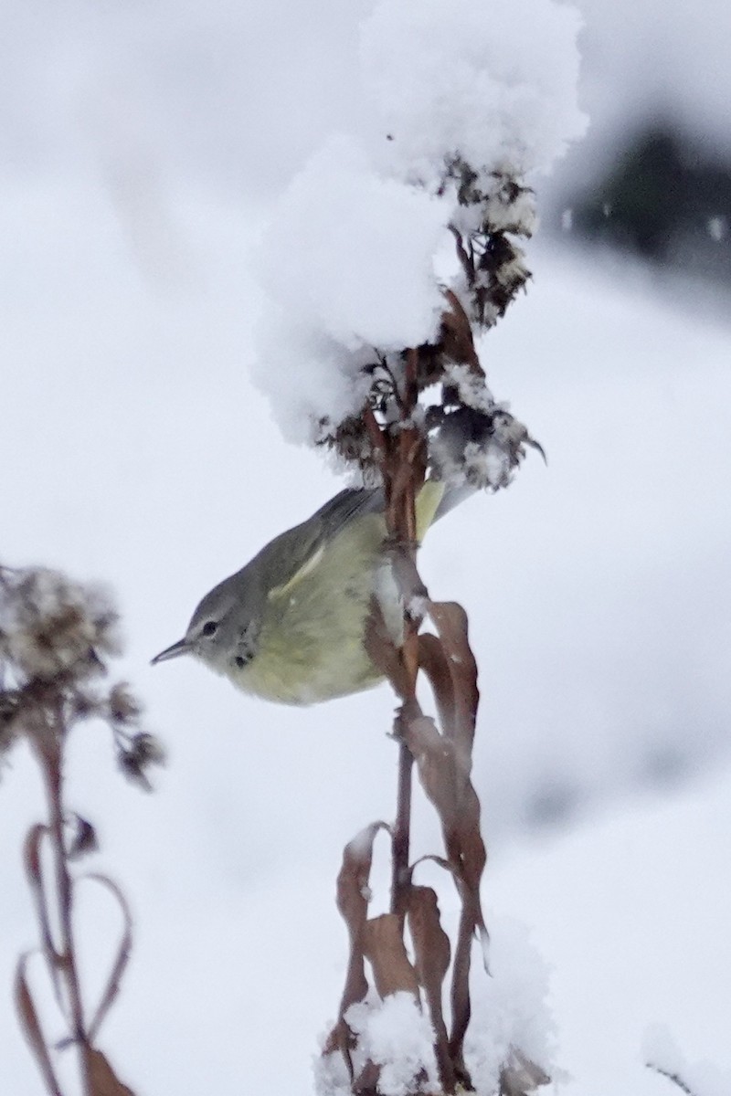 Orange-crowned Warbler - ML646908391