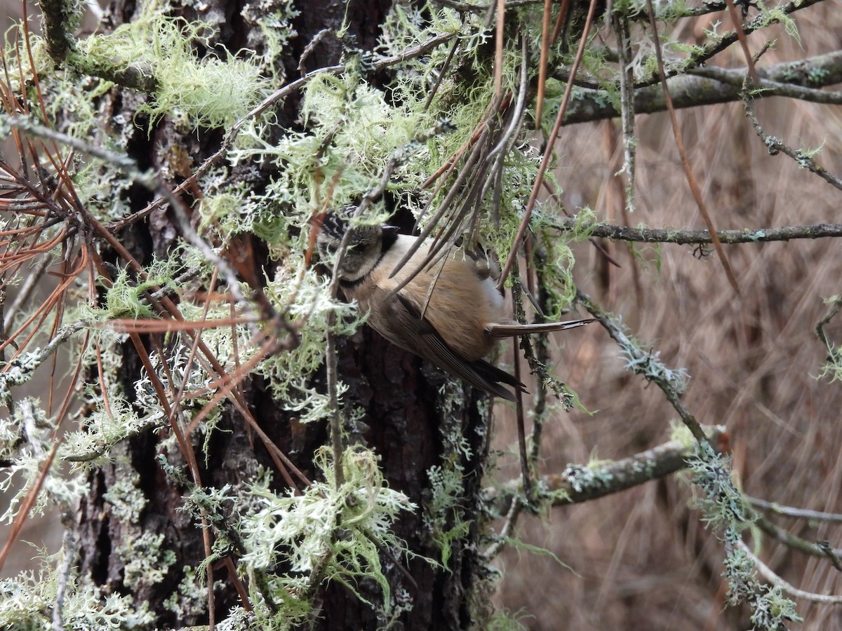 Crested Tit - ML646908395