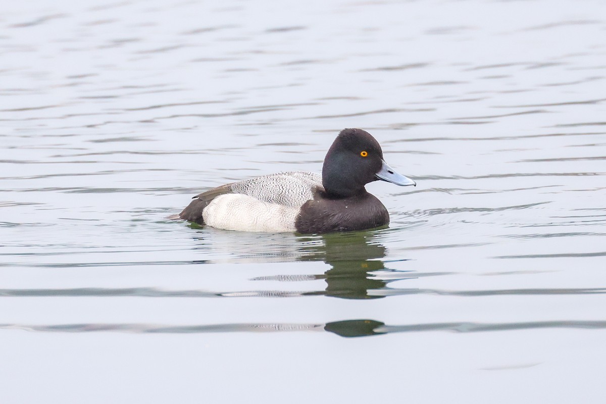Lesser Scaup - ML646908397