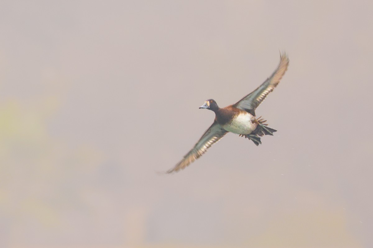 Lesser Scaup - ML646908398