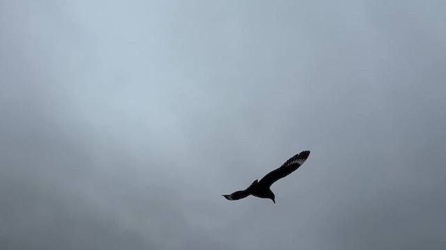 Brown Skua - ML646908399