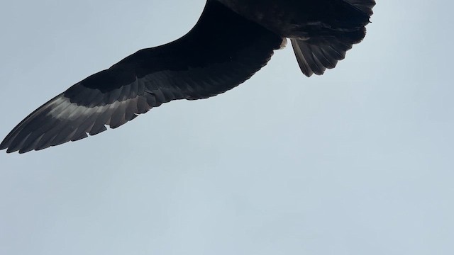 Brown Skua - ML646908400
