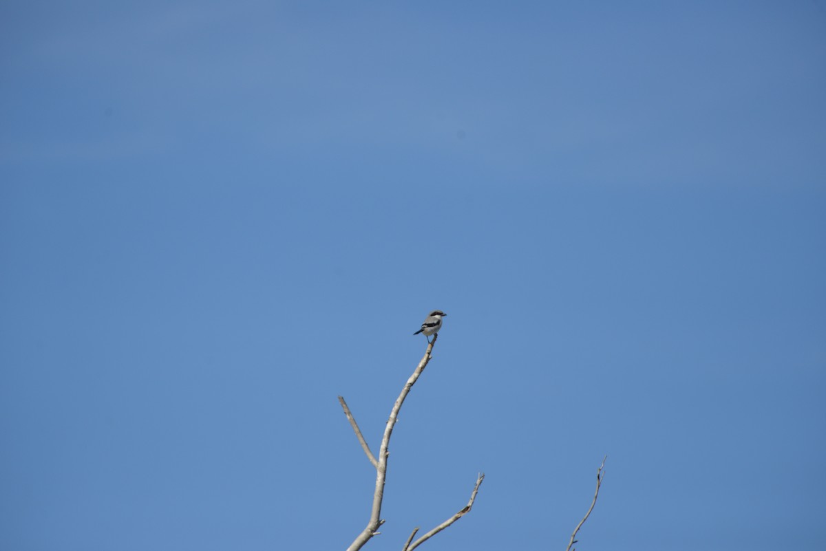 Amerika Örümcekkuşu - ML646908402