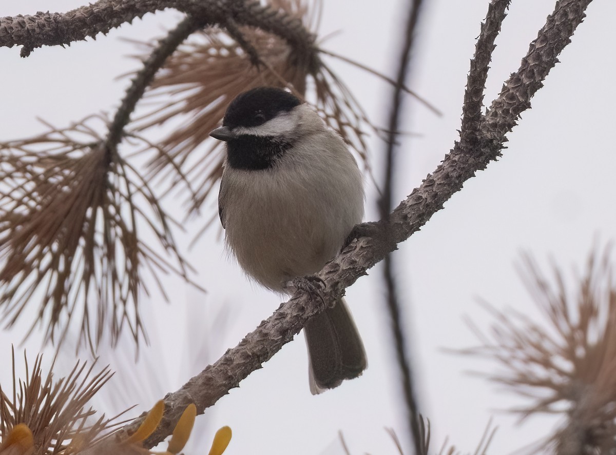 Sombre Tit - ML646908403