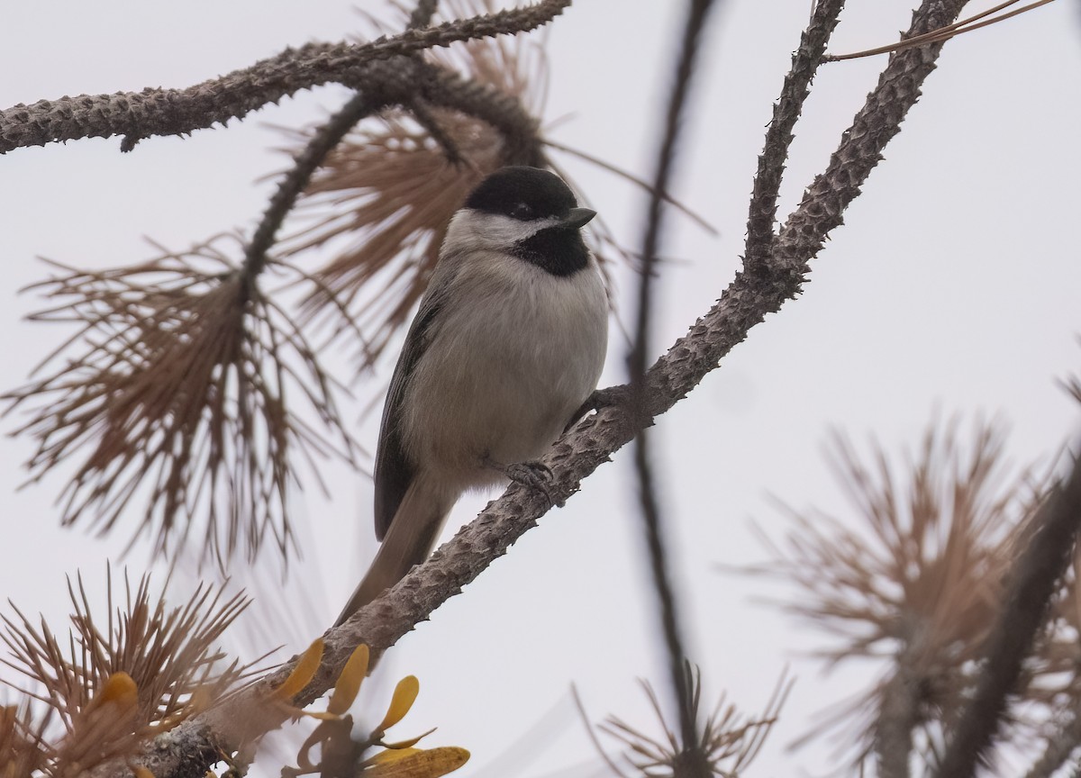 Sombre Tit - ML646908404