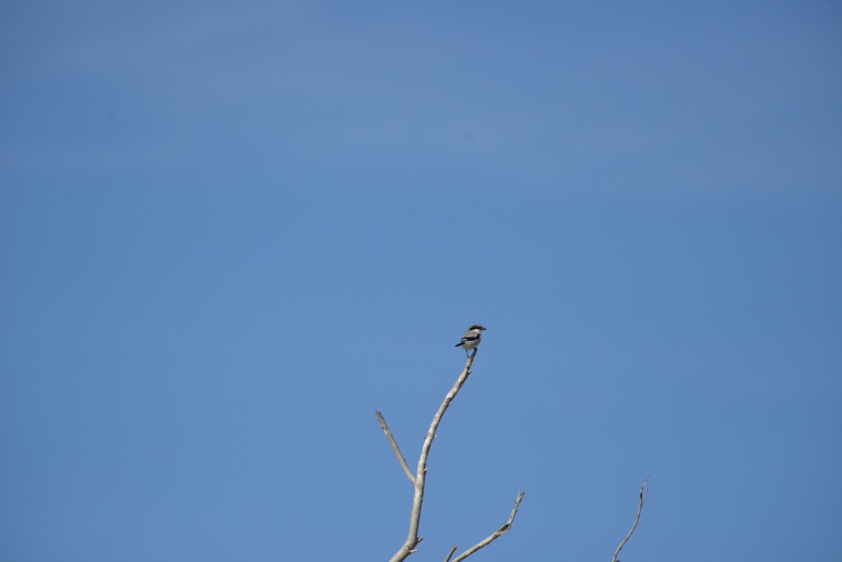 Amerika Örümcekkuşu - ML646908405