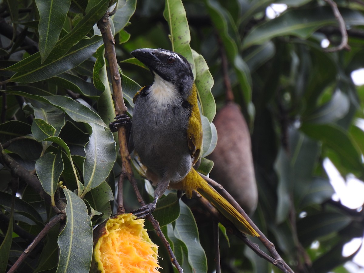Black-headed Saltator - ML646908407