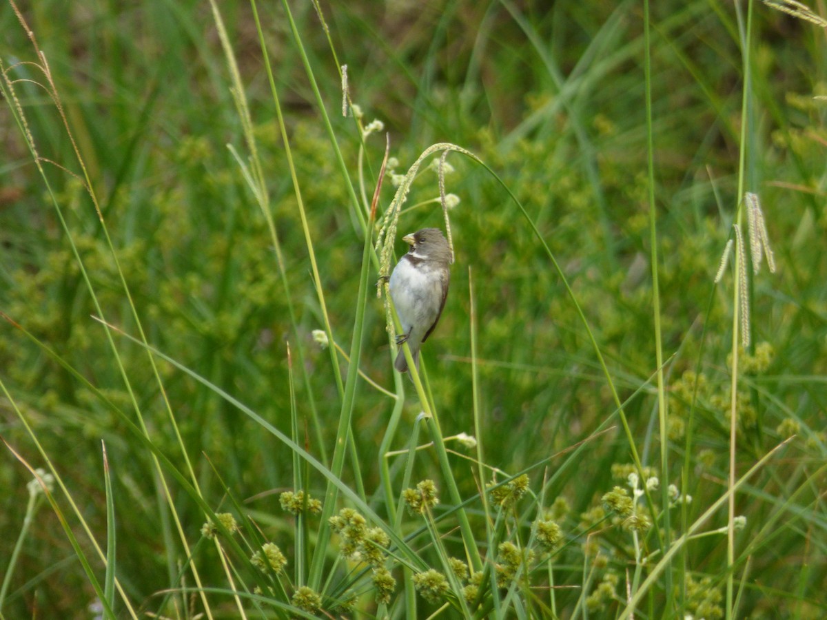 Double-collared Seedeater - ML646908408