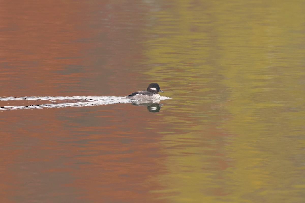 Bufflehead - ML646908410