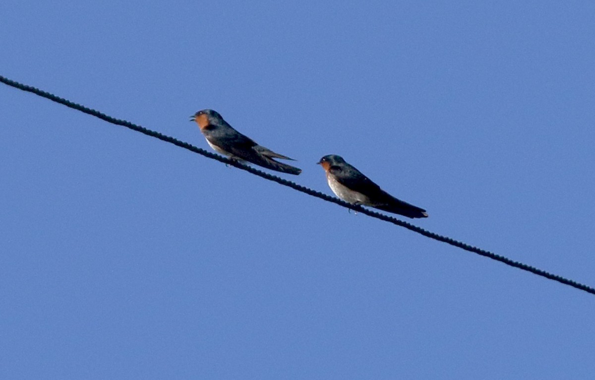 Hill Swallow - ML646908411