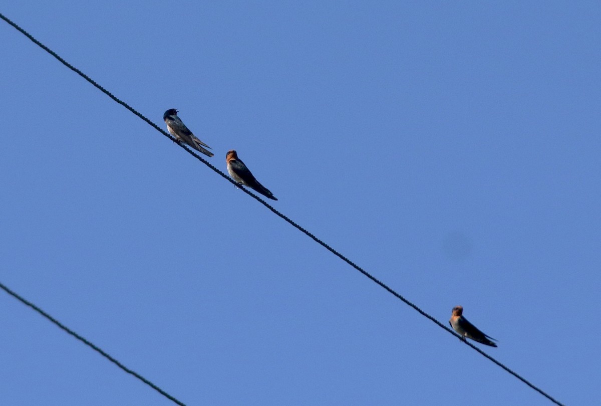 Hill Swallow - ML646908412